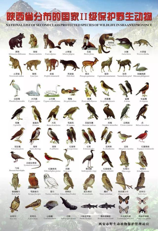 国家二级保护动物最新动态及其保护策略
